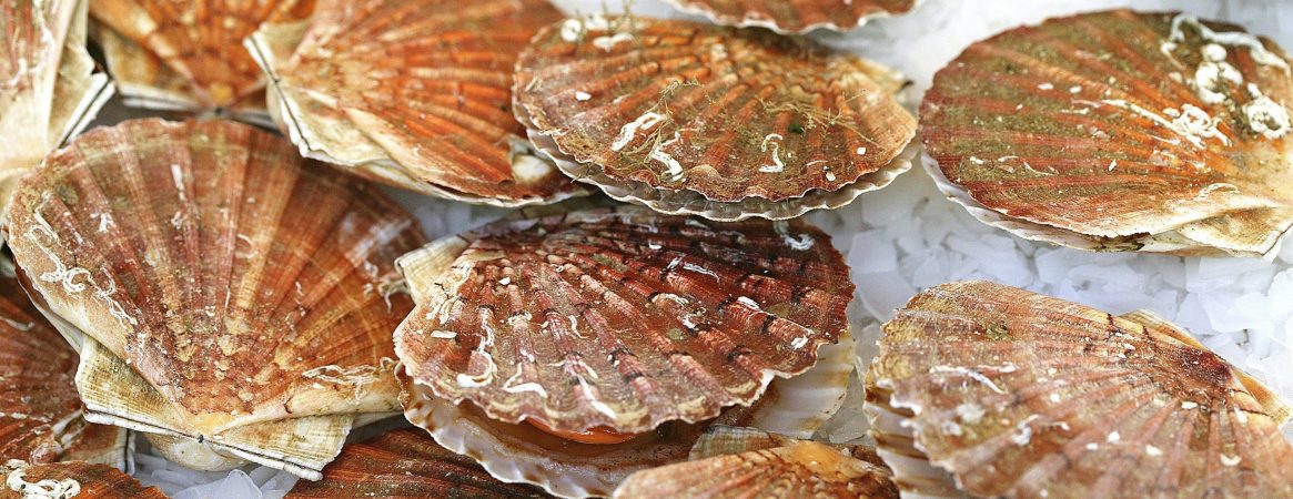 Fresh Scallops on Ice, pecten maximus